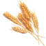 Пшеница